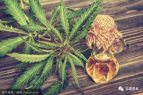 云南工業大麻產業 綠色經濟新引擎的崛起與展望